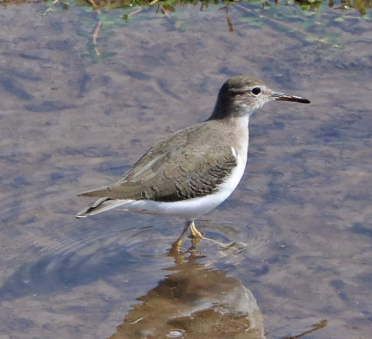 Пятнистый перевозчик - ML644822599