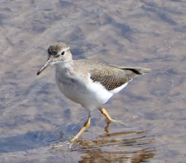 Пятнистый перевозчик - ML644822600