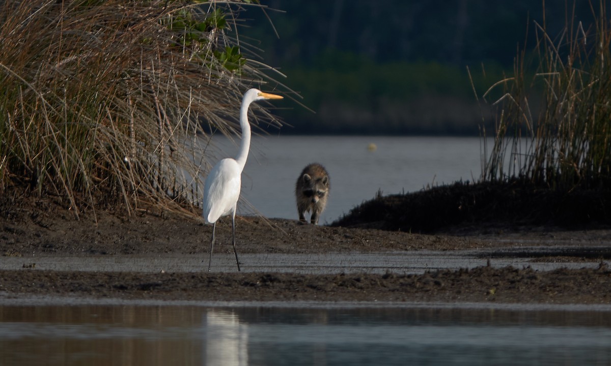 Большая белая цапля - ML644822602