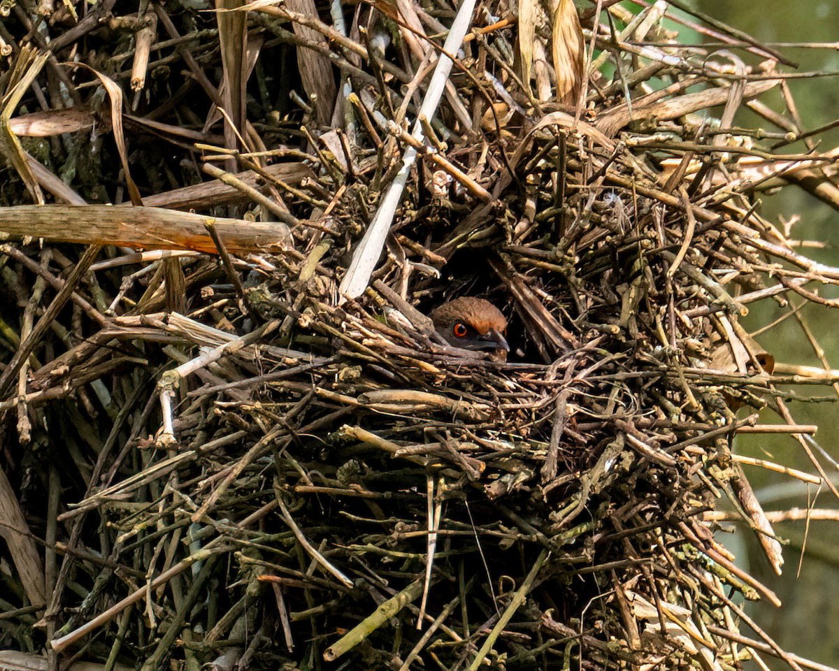 Красноглазый эспинеро - ML644822603