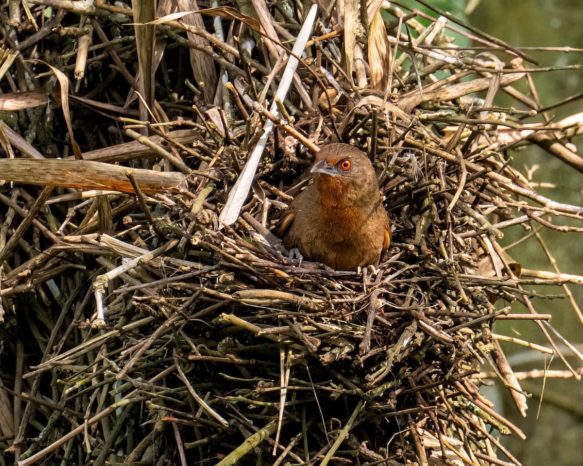 Красноглазый эспинеро - ML644822604