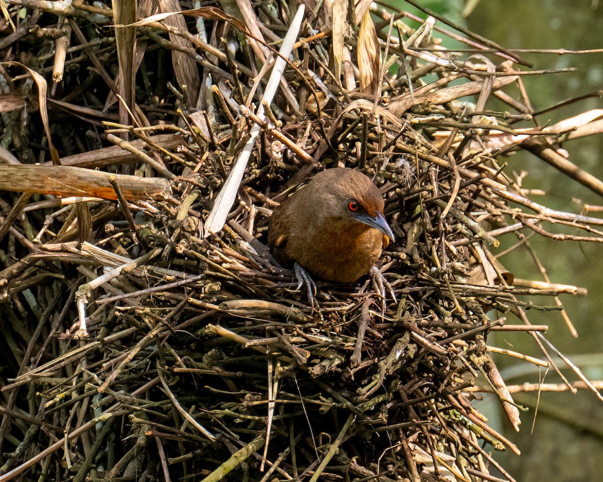 Красноглазый эспинеро - ML644822605