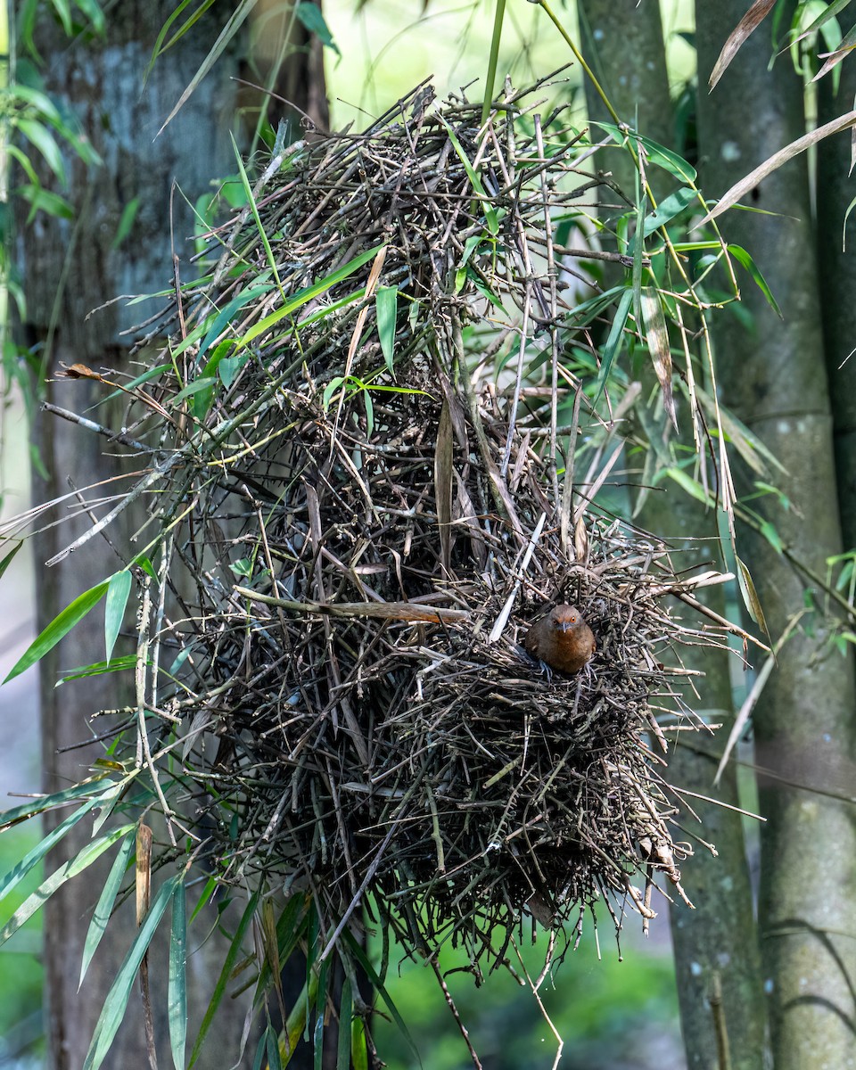 Красноглазый эспинеро - ML644822606