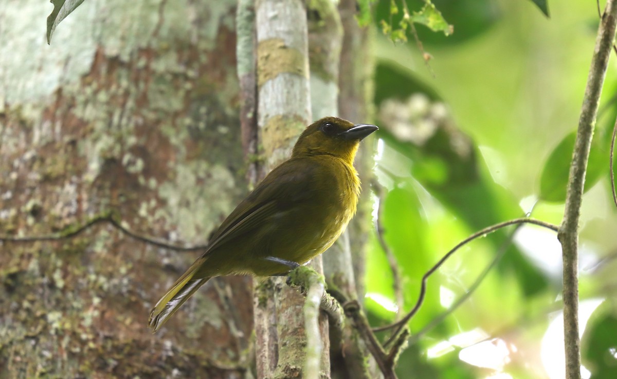 Зелёная хабия - ML644822607