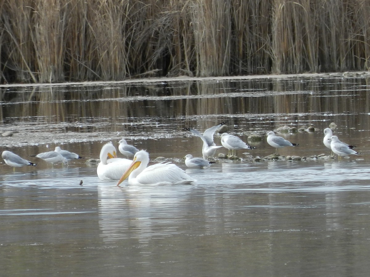 Делавэрская чайка - ML644822608