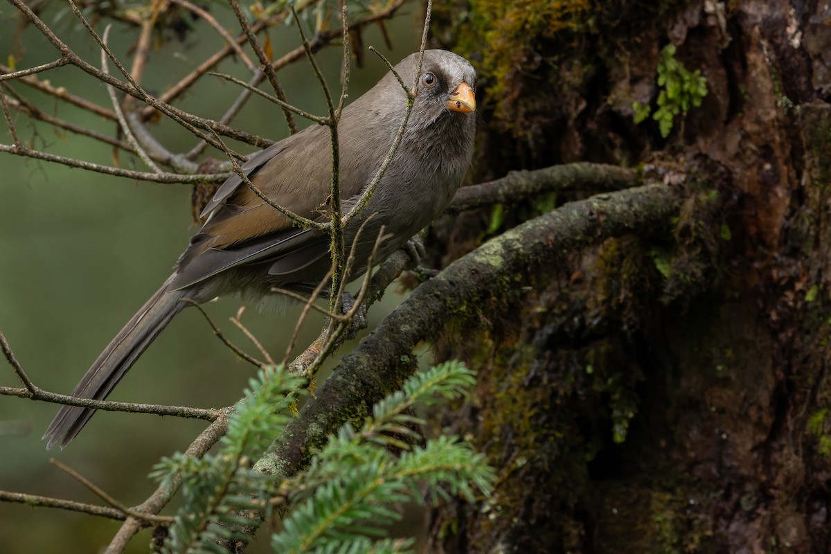 Большая сутора - ML644822609