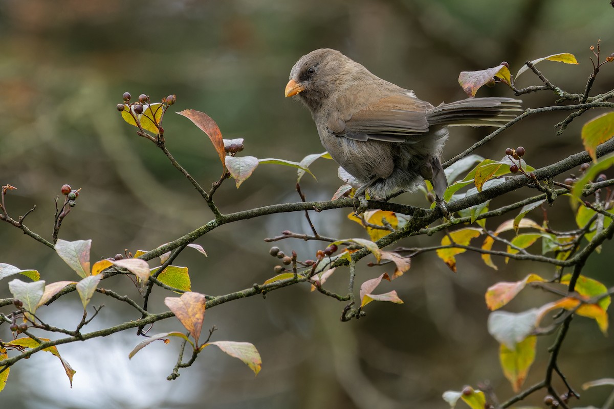 Большая сутора - ML644822610