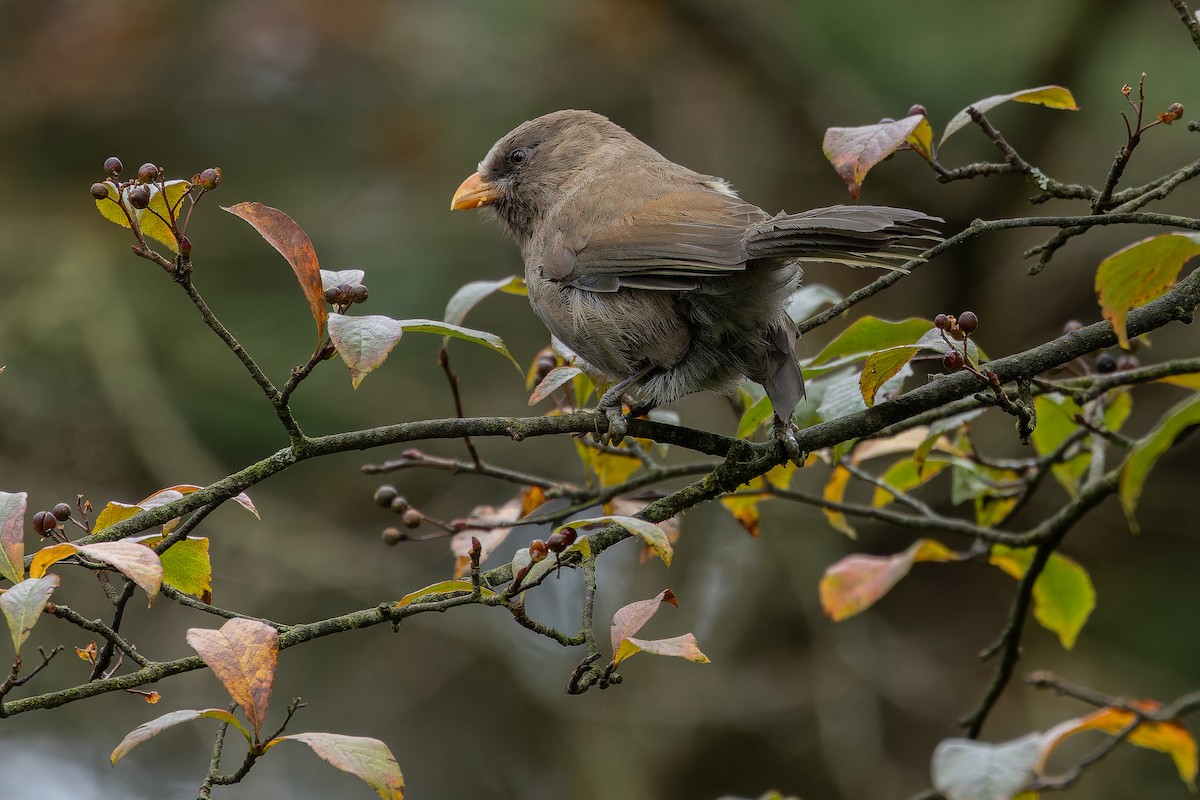 Большая сутора - ML644822611