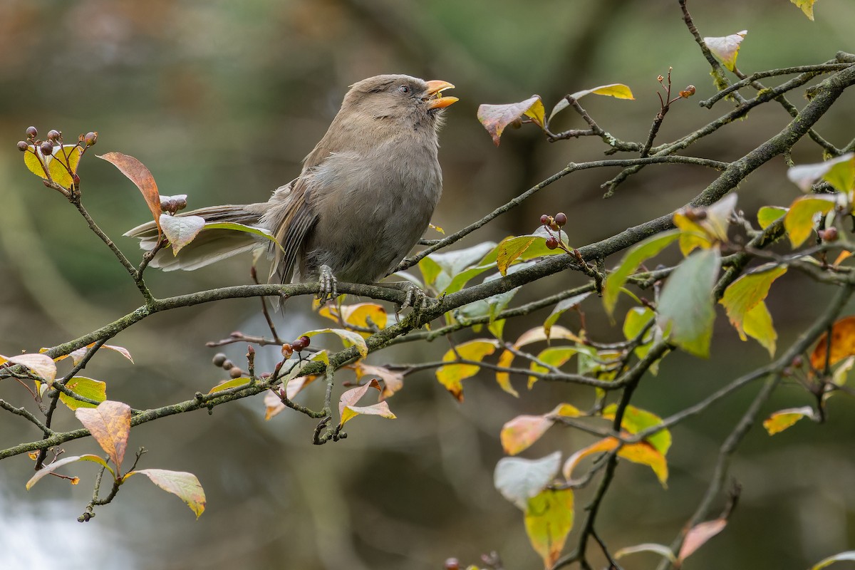 Большая сутора - ML644822612
