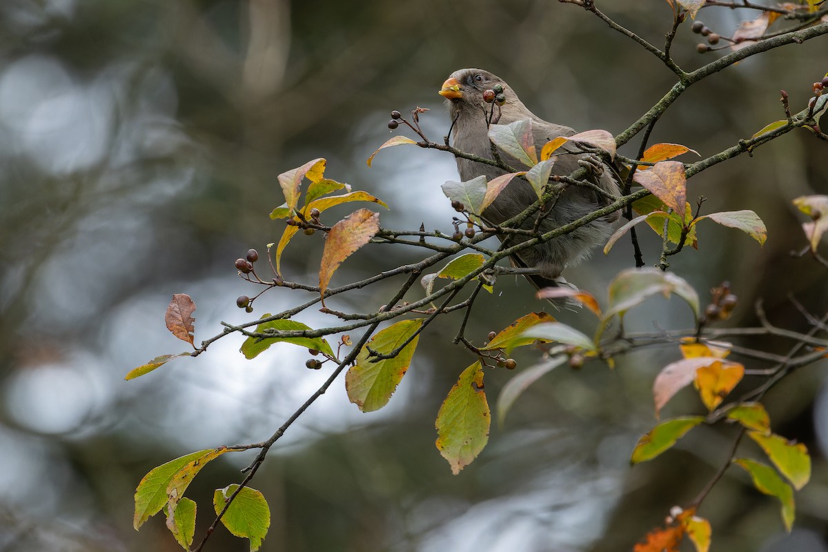 Great Parrotbill - ML644822613