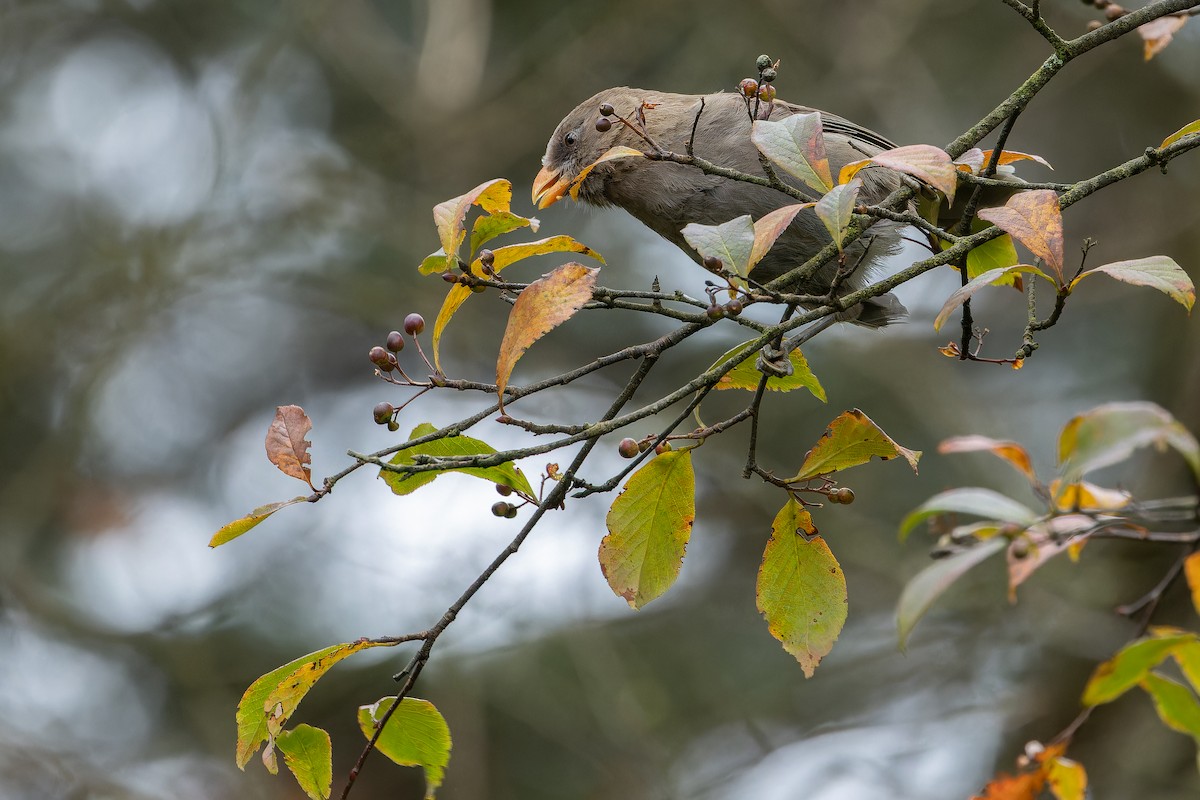 Большая сутора - ML644822614