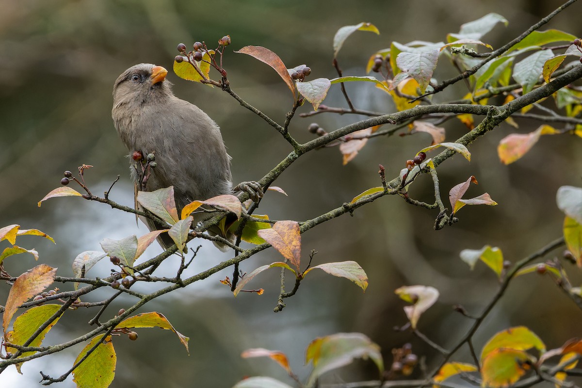 Большая сутора - ML644822615