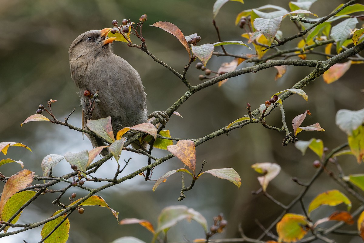 Большая сутора - ML644822616