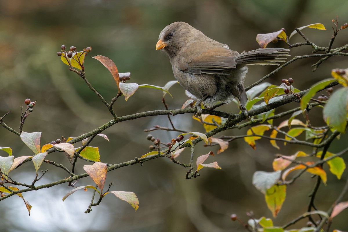 Большая сутора - ML644822617