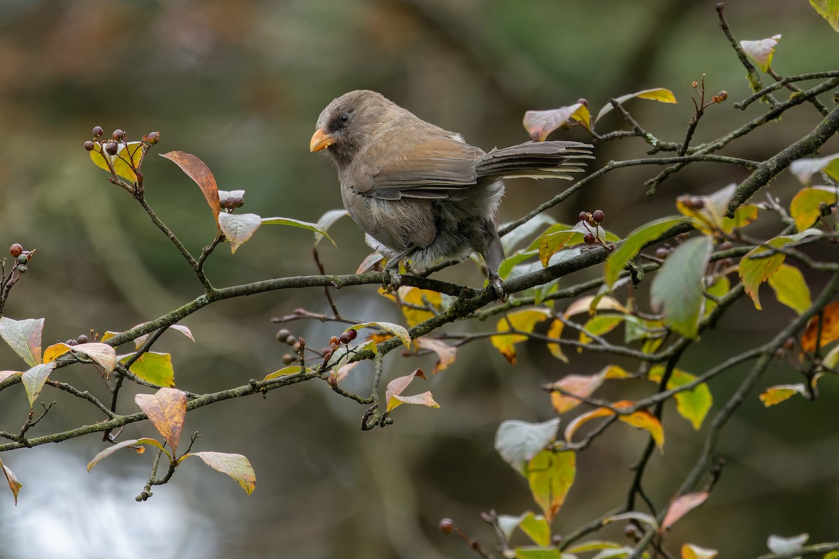 Большая сутора - ML644822618