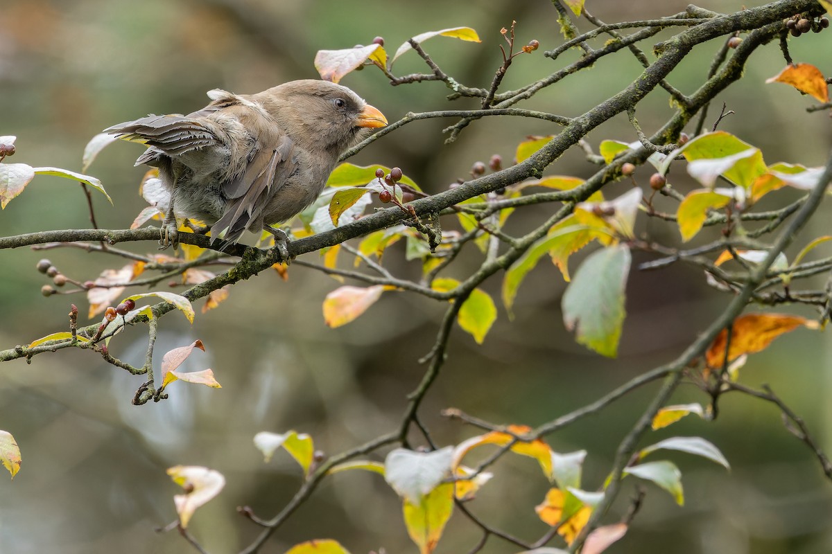Большая сутора - ML644822619
