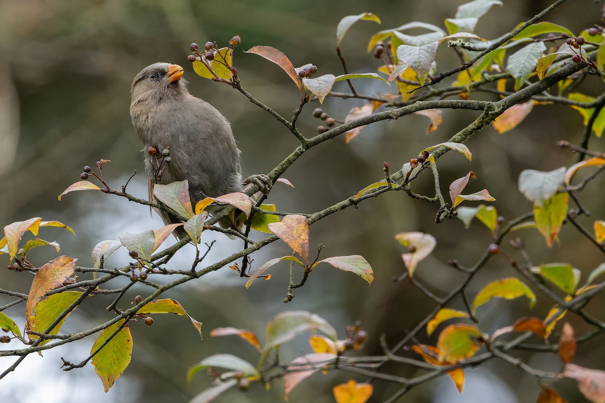 Большая сутора - ML644822620