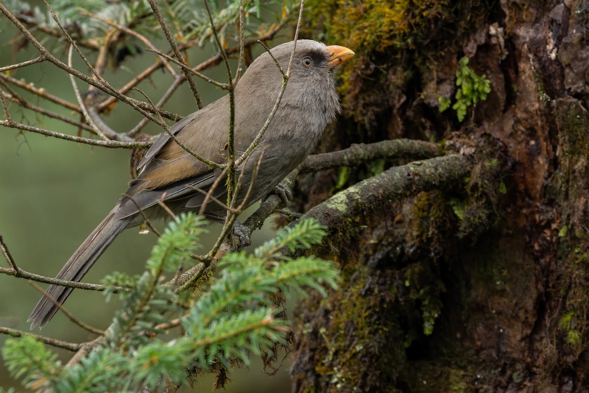 Большая сутора - ML644822621