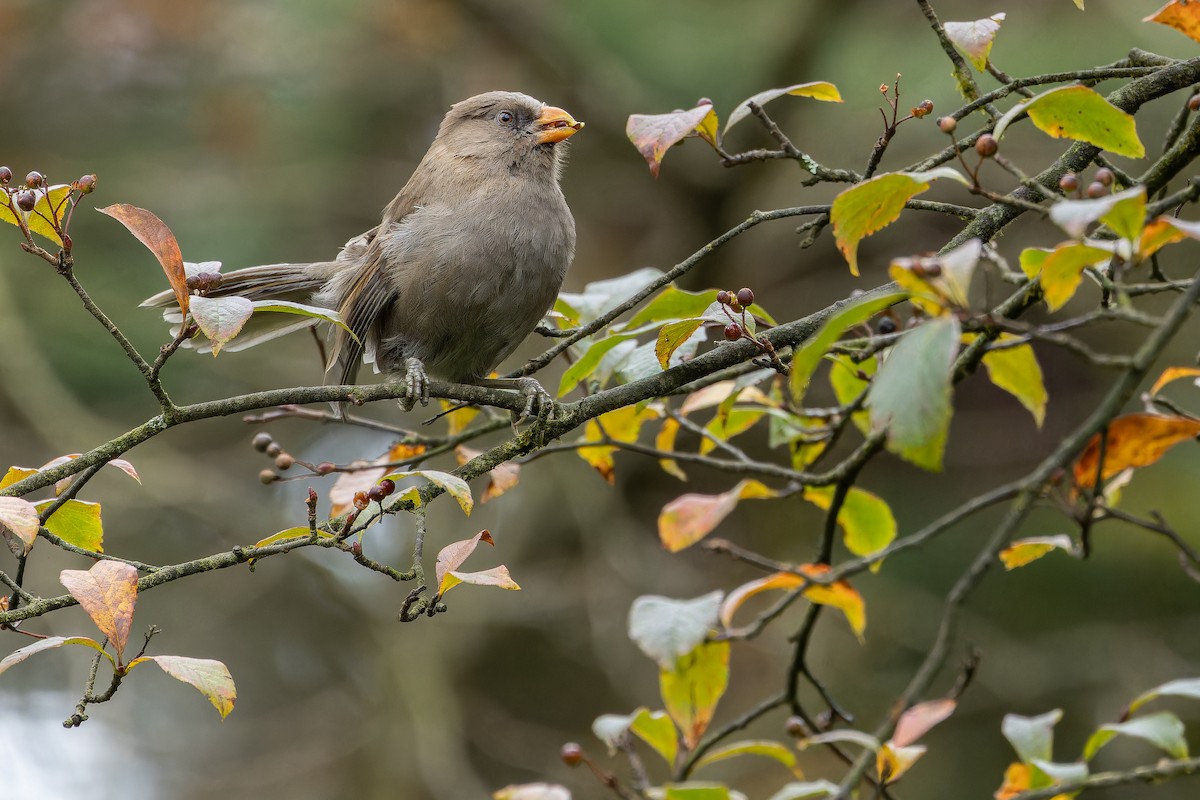 Great Parrotbill - ML644822622