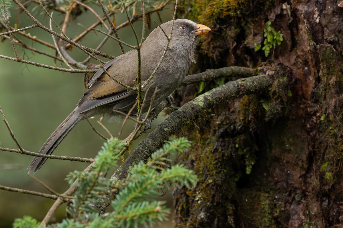 Большая сутора - ML644822623