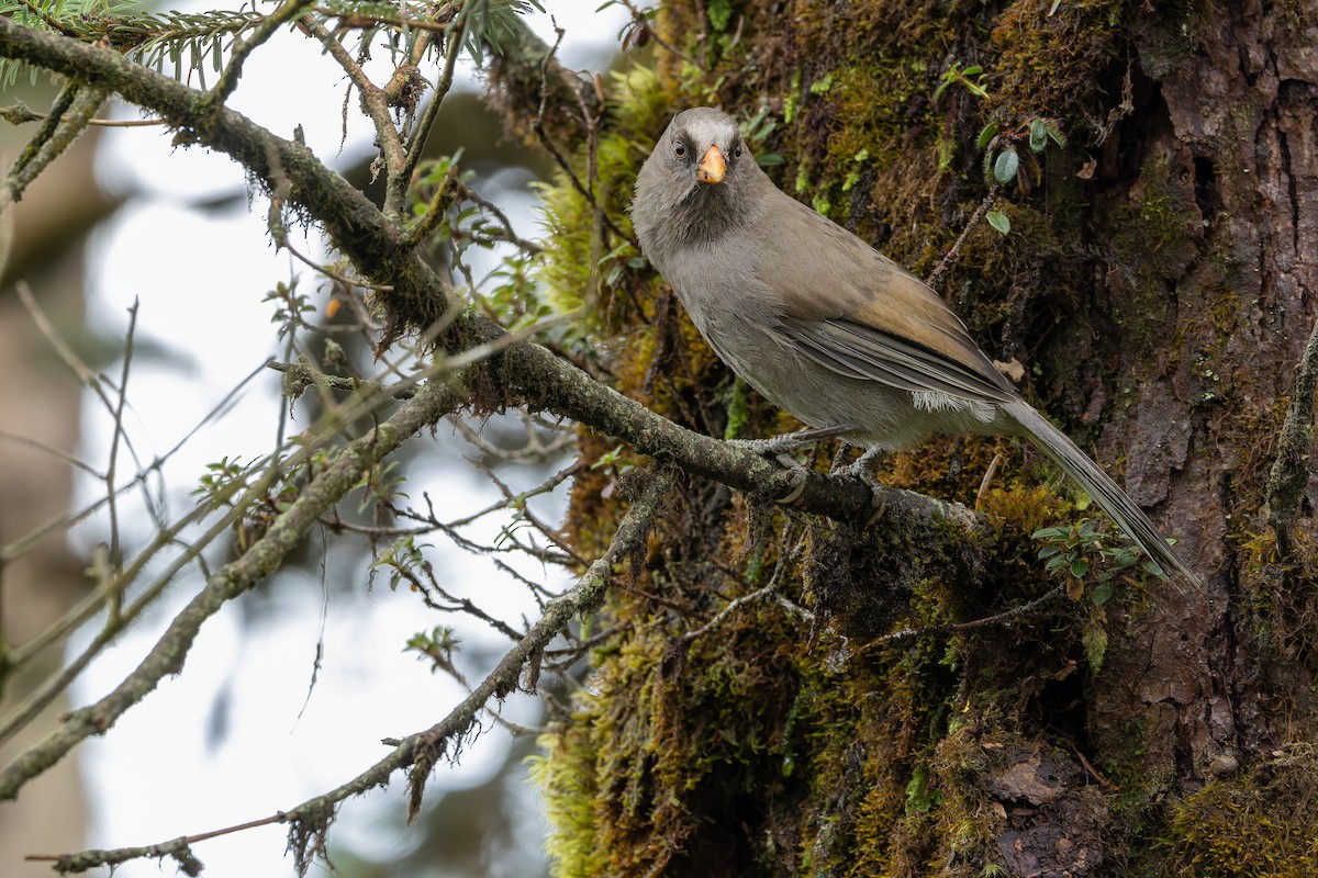 Great Parrotbill - ML644822624