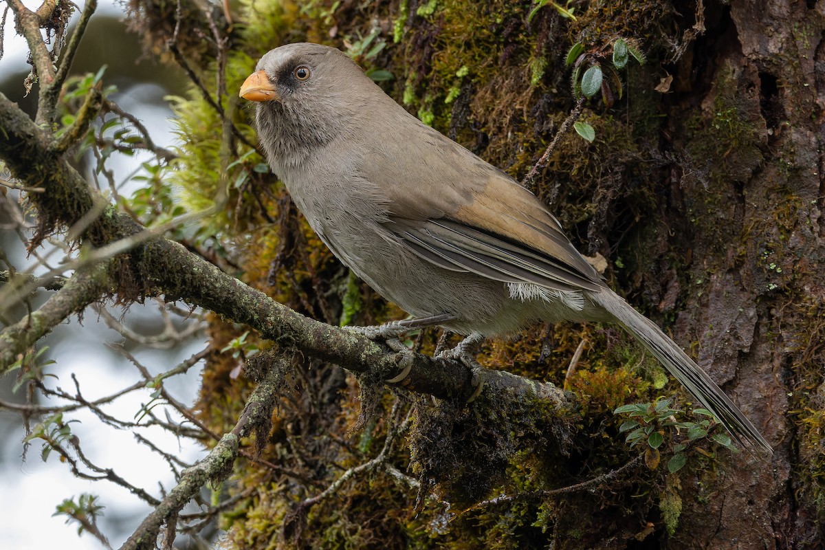 Great Parrotbill - ML644822625