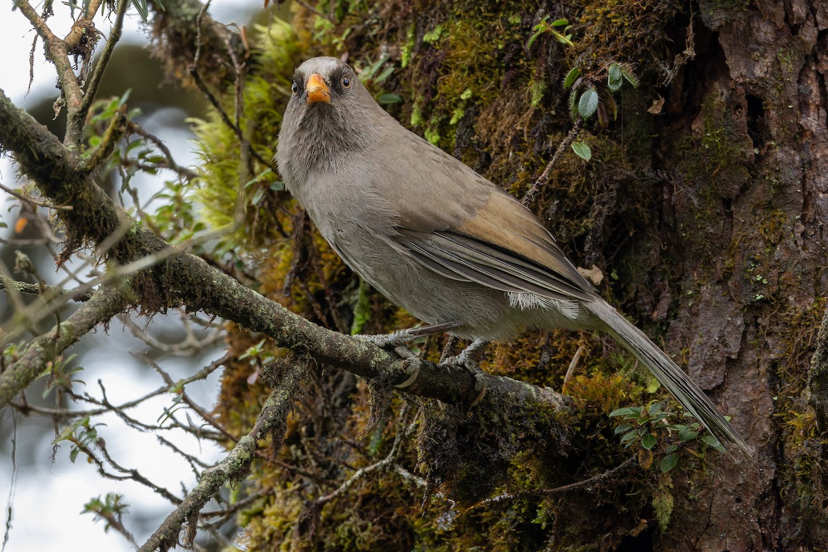 Great Parrotbill - ML644822626