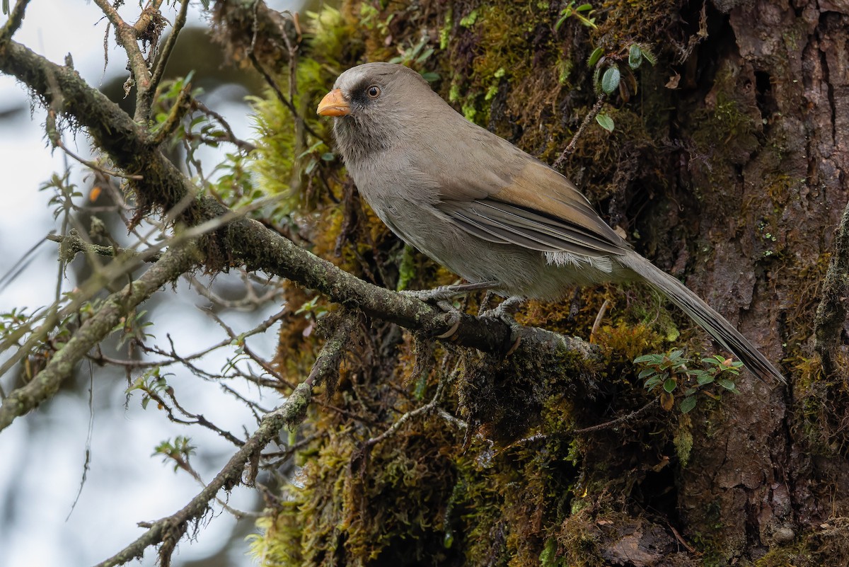 Great Parrotbill - ML644822627