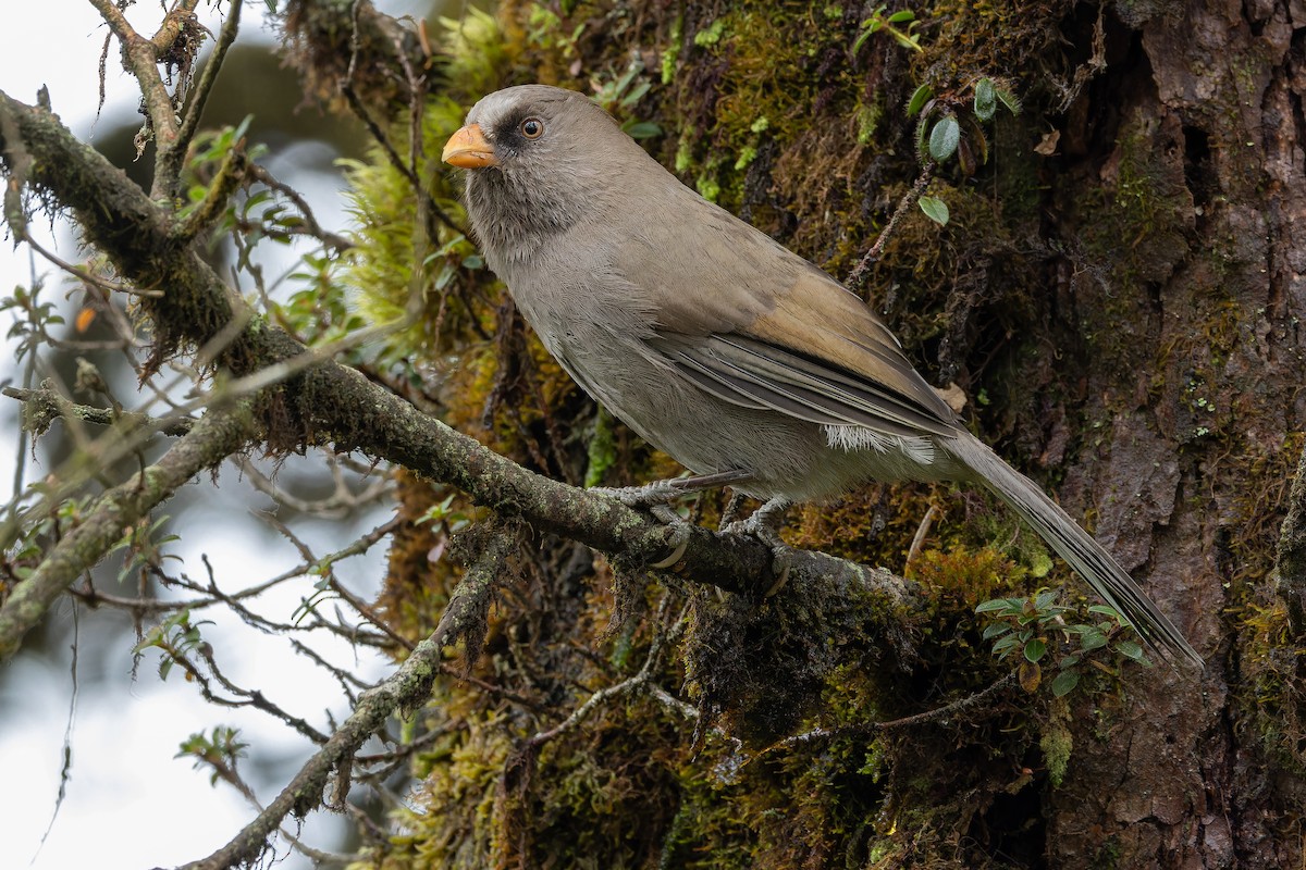 Great Parrotbill - ML644822628