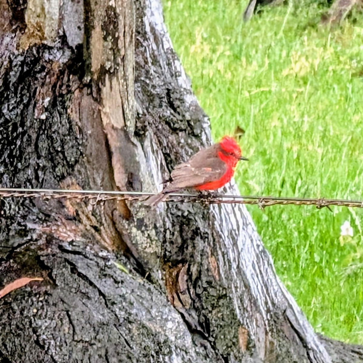 Красный мухолов - ML644822632