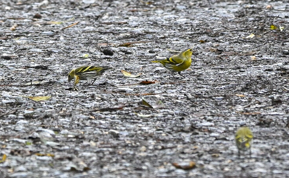 Чиж - ML644822634