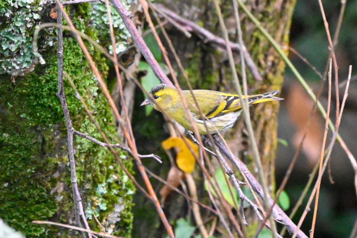 Чиж - ML644822635