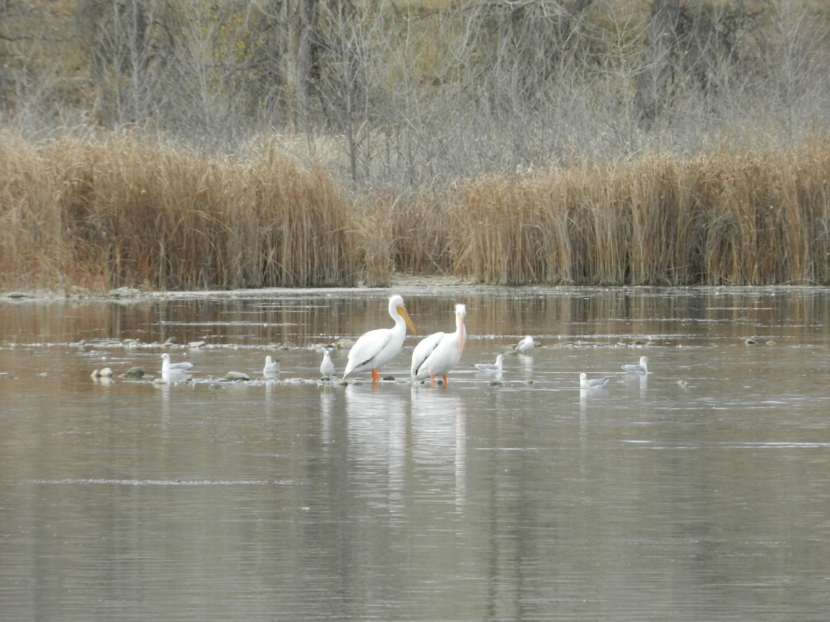 Пеликан-носорог - ML644822637