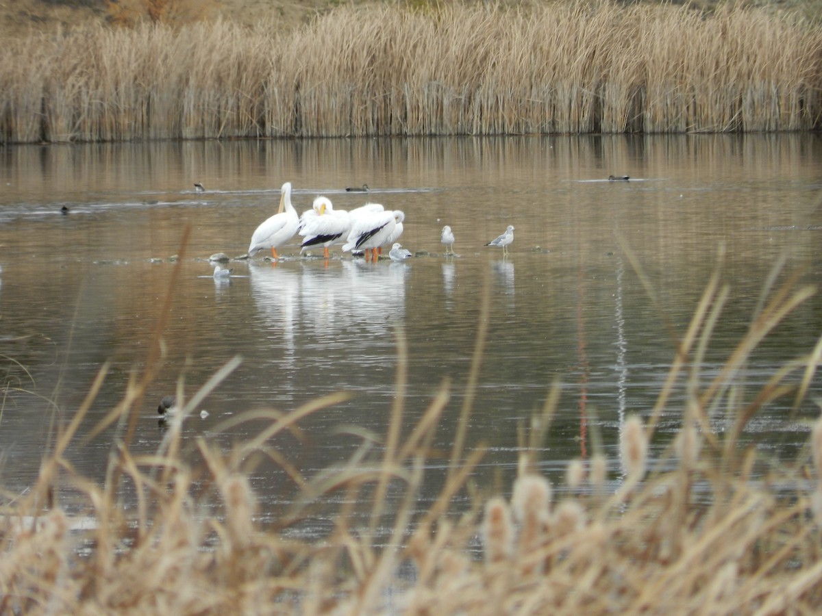 Пеликан-носорог - ML644822638