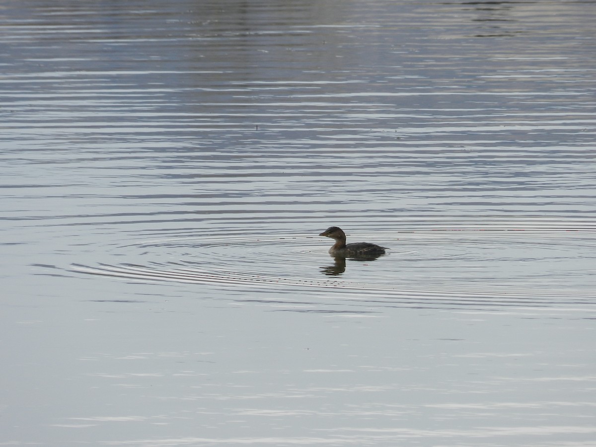Pied-billed Grebe - ML644822645