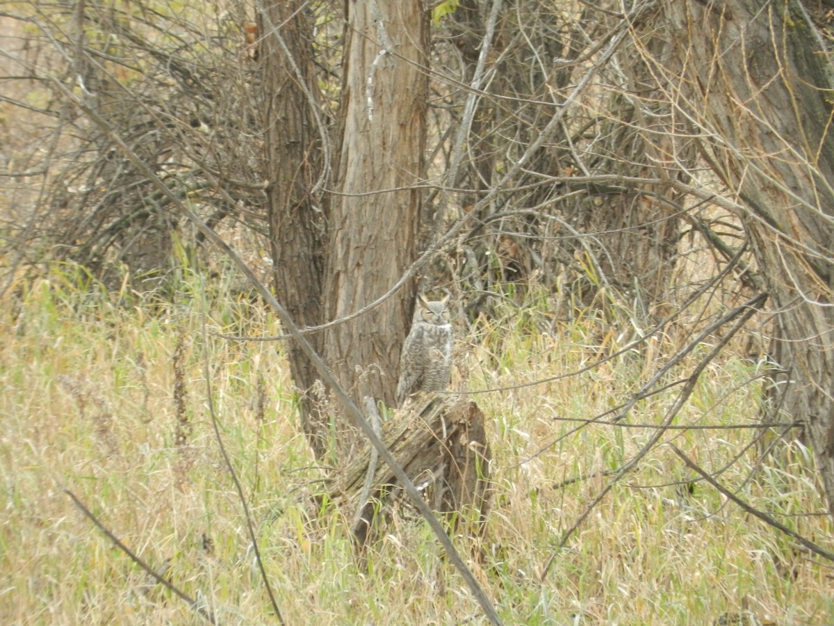 Great Horned Owl - ML644822651