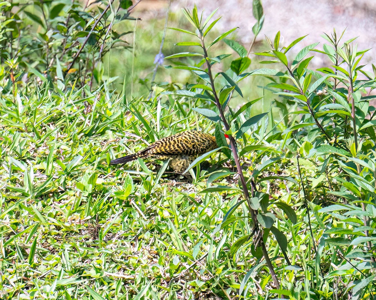 Carpintero Real - ML644822654