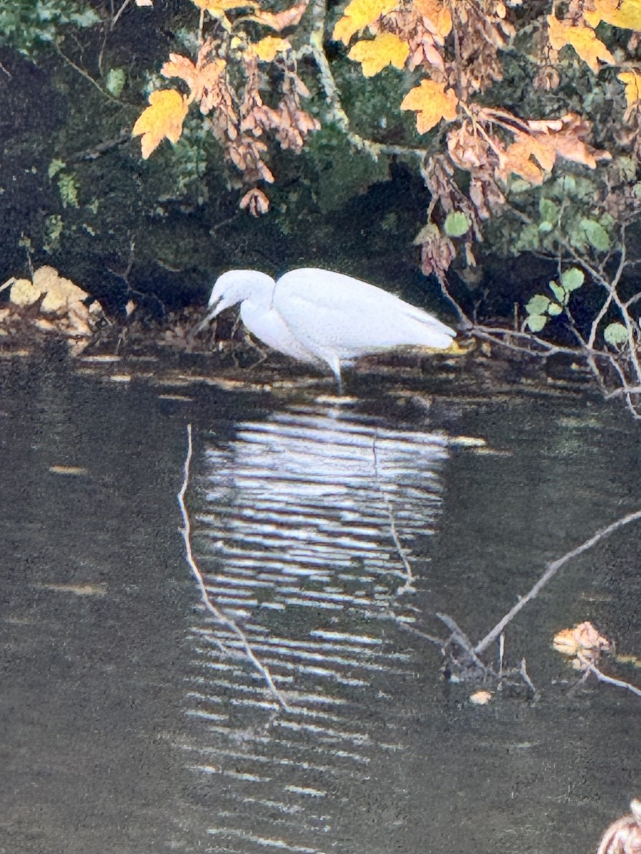 Little Egret - ML644822657