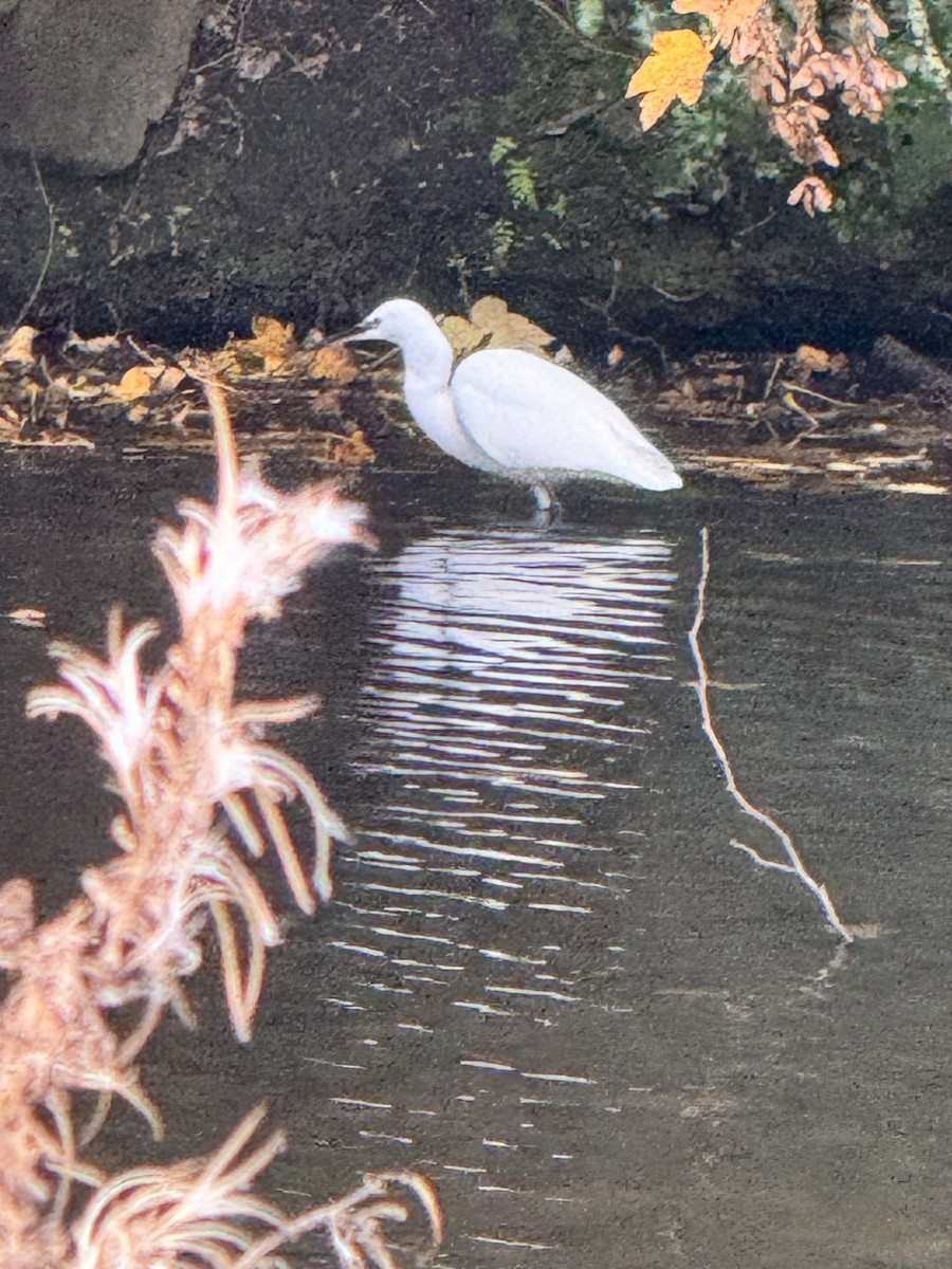 Little Egret - ML644822658