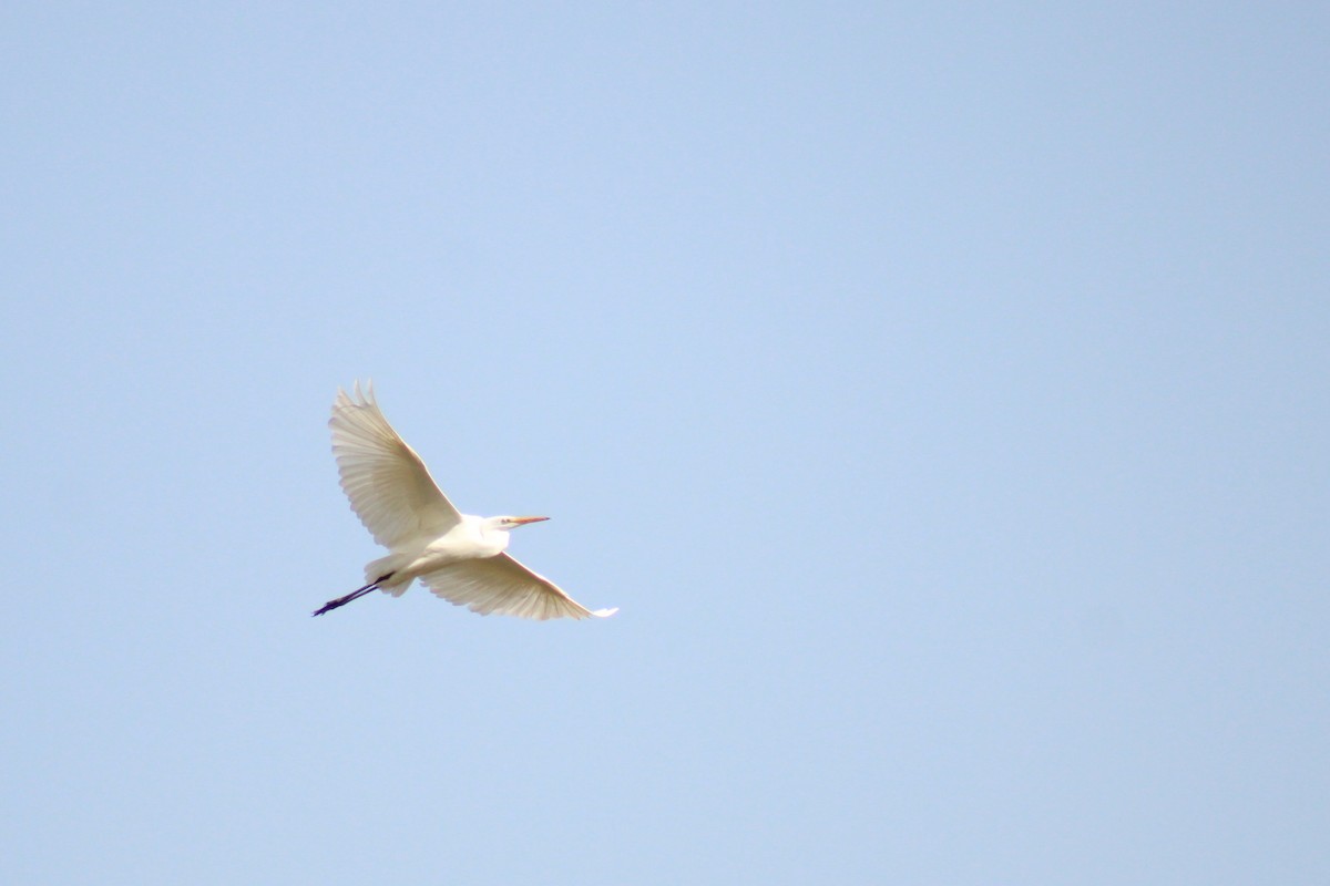 volavka bílá - ML644822659