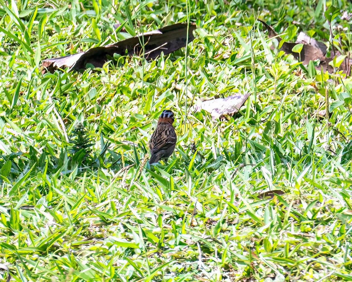 Morgenammer - ML644822660