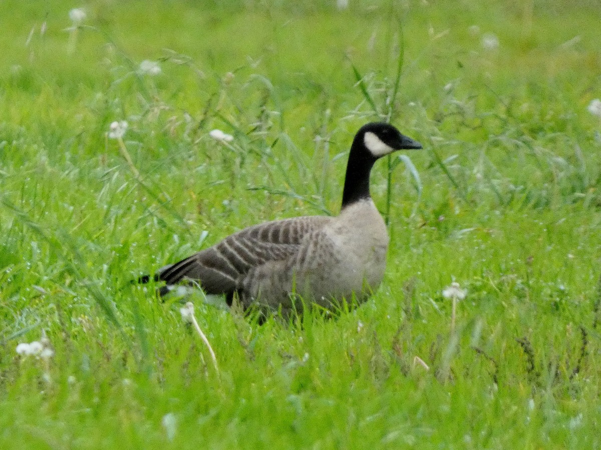 berneška malá - ML644822673