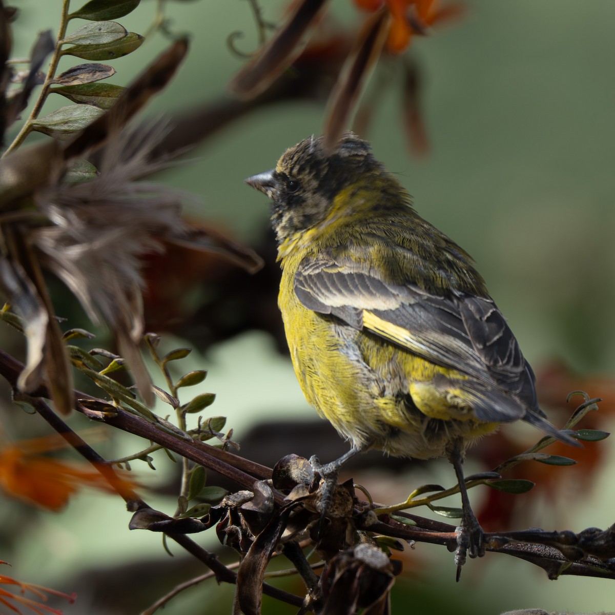 Hooded Siskin - ML644822730