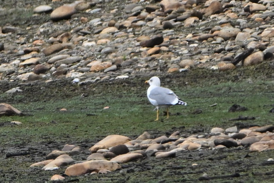 Yellow-legged Gull - ML644822739