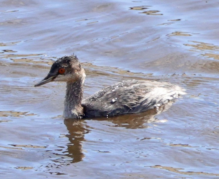 potápka černokrká - ML644822740