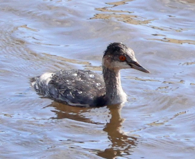 potápka černokrká - ML644822741