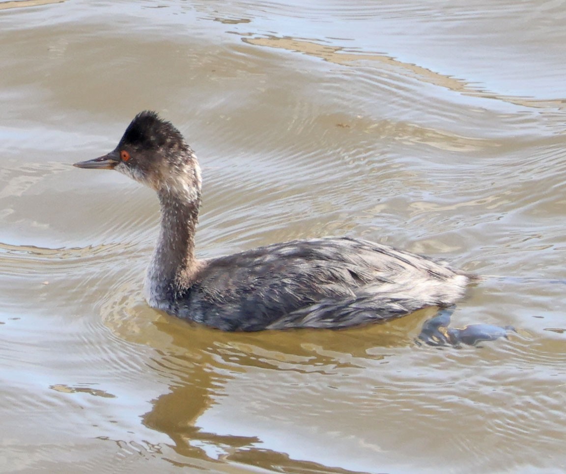 potápka černokrká - ML644822742