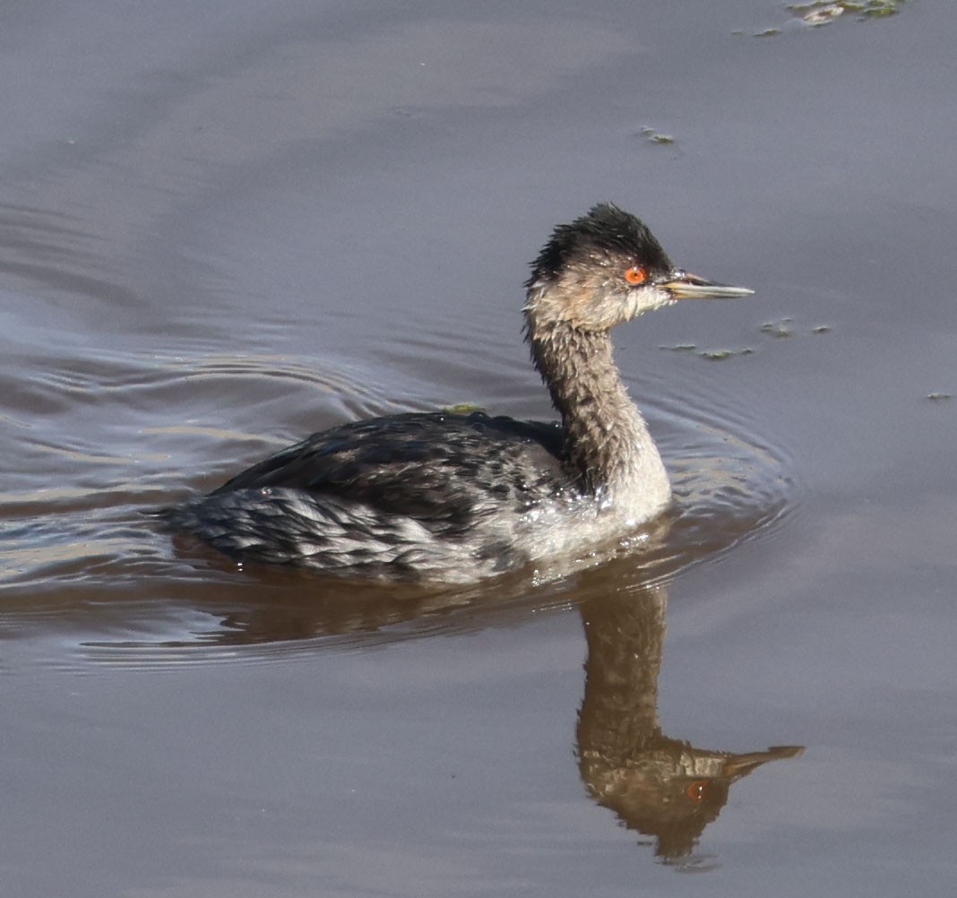 potápka černokrká - ML644822743