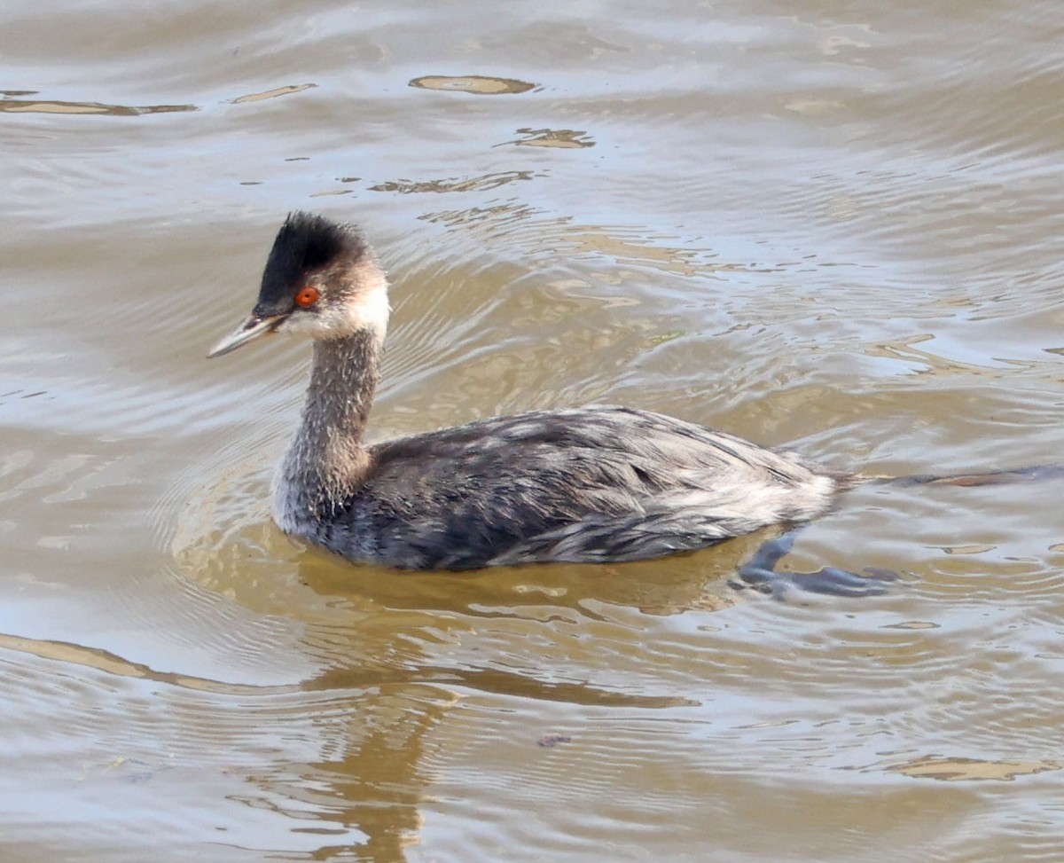 potápka černokrká - ML644822744