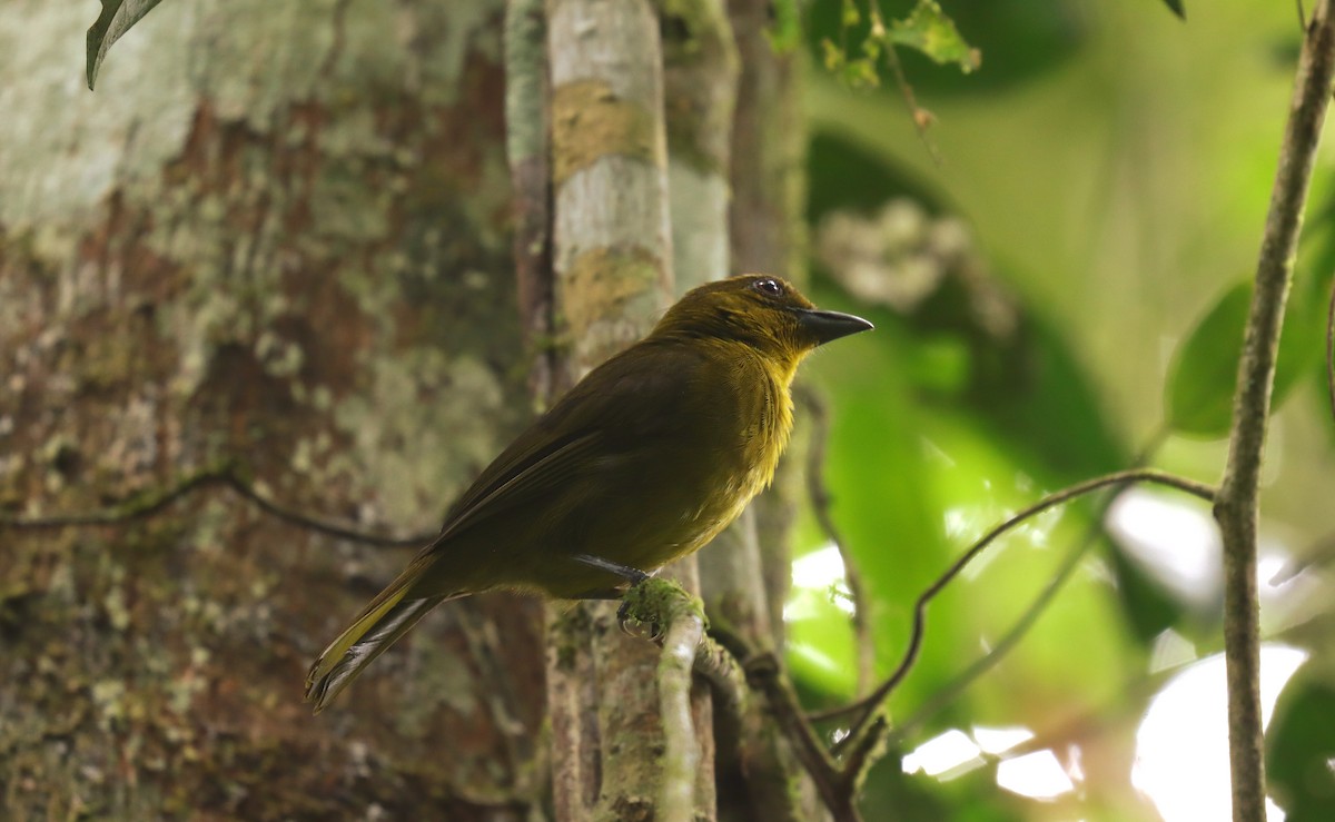 Carmiol's Tanager - ML644822759